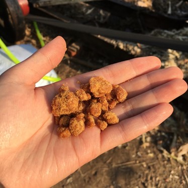 インド ジャグリー